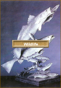 Click Here for Wildlife